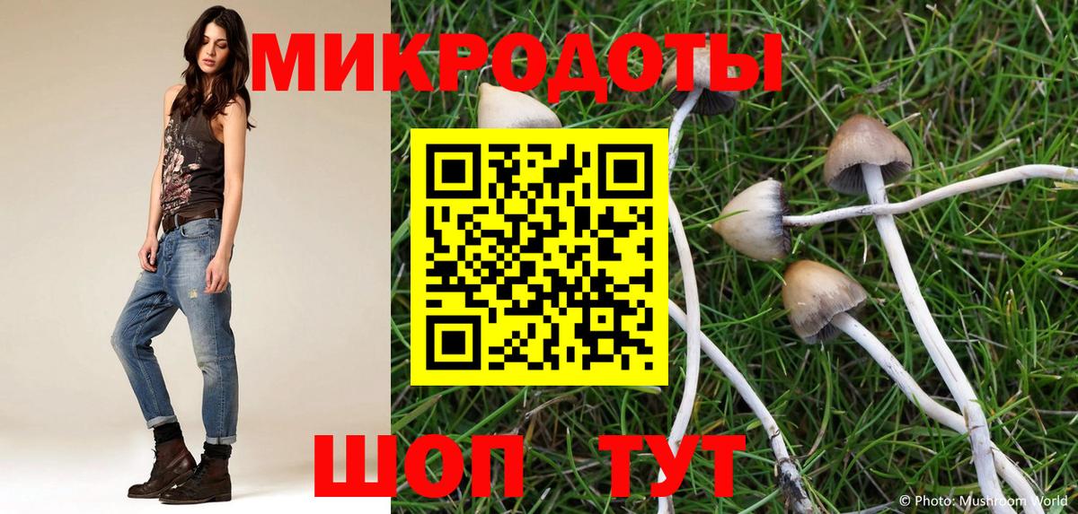 Псилоцибиновые грибы Psilocybe Искитим